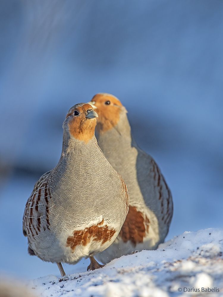 Серая куропатка