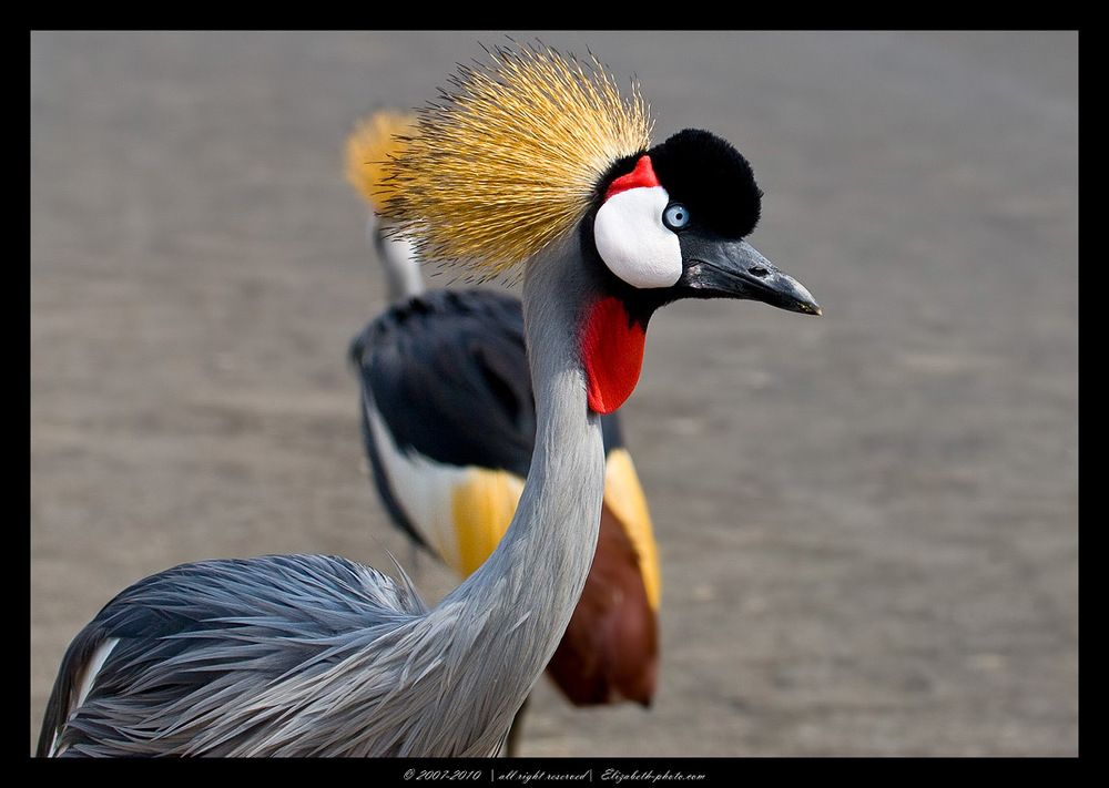 Венценосный журавль- crowned crane