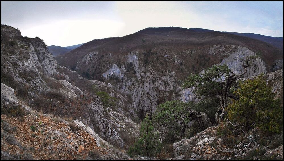 Крымский тис и горная сосна
