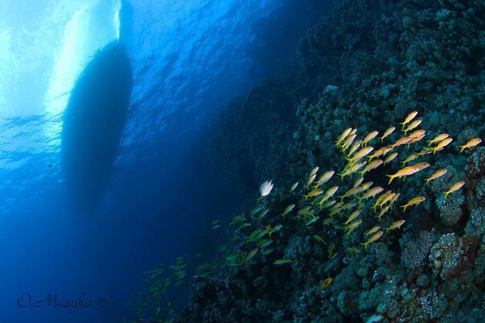 На юге Красного моря