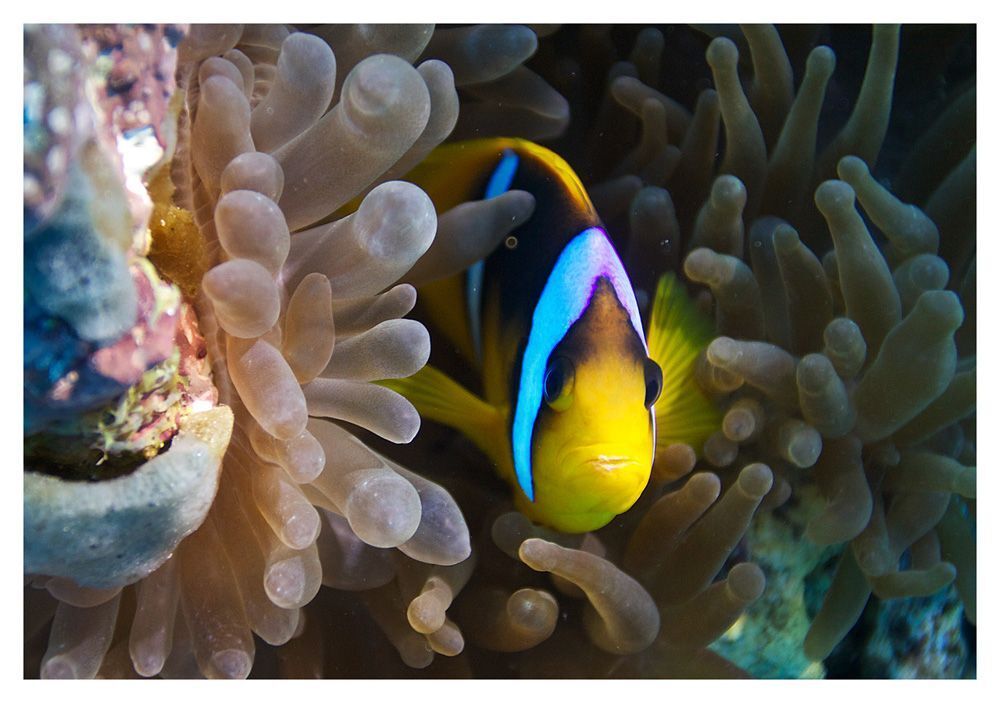 Clown Fish
