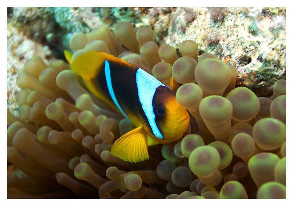 Clown Fish