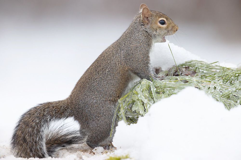 Gray squirrel in Snow - Каролинская белка