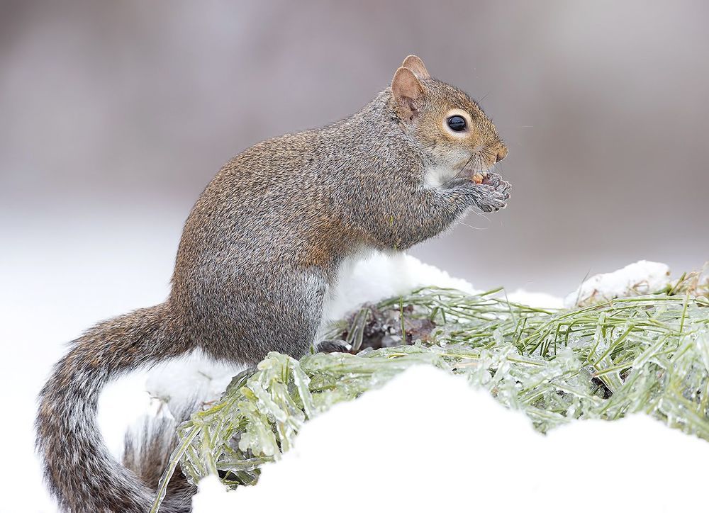 Gray squirrel in Snow - Каролинская белка