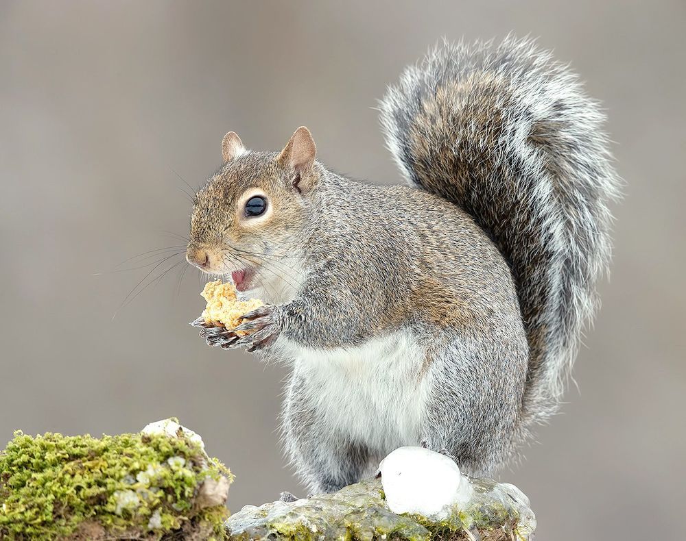Gray squirrel in Snow - Каролинская белка