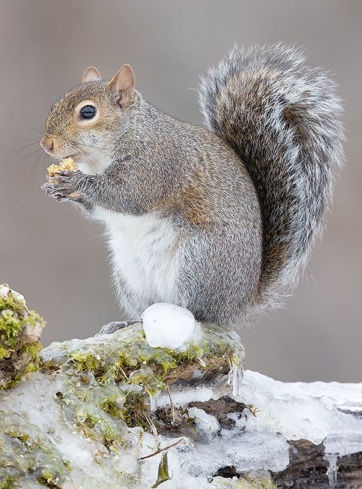 Gray squirrel in Snow - Каролинская белка