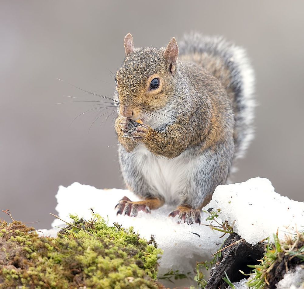 Gray squirrel in Snow - Каролинская белка