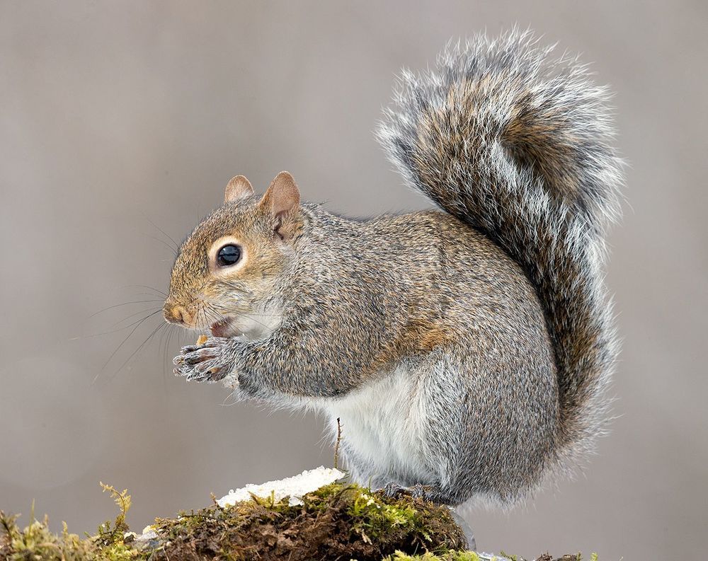 Gray squirrel in Snow - Каролинская белка