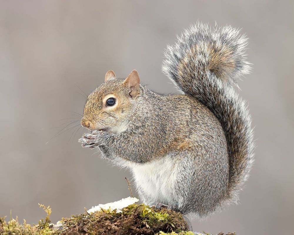 Gray squirrel in Snow - Каролинская белка