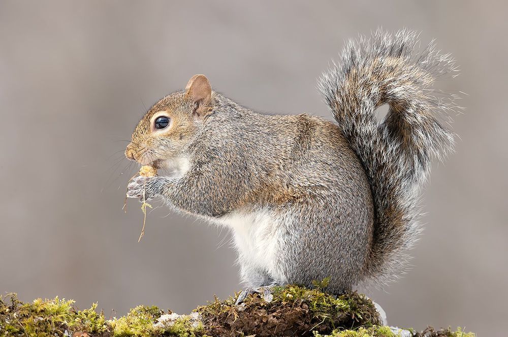 Gray squirrel in Snow - Каролинская белка