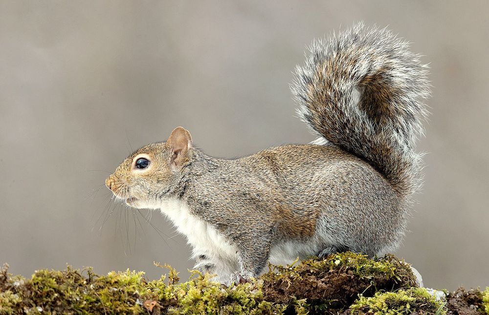 Gray squirrel in Snow - Каролинская белка