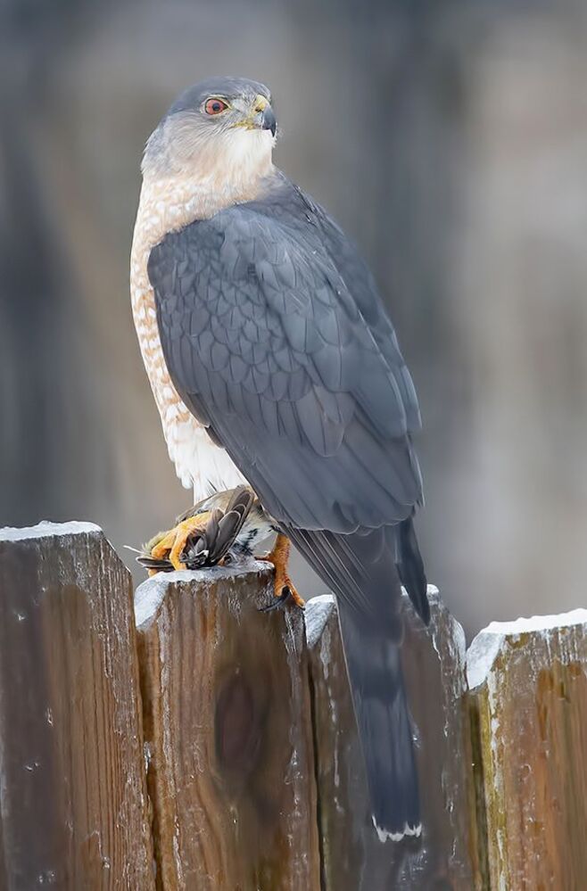 Ястреб купера - Cooper's hawk