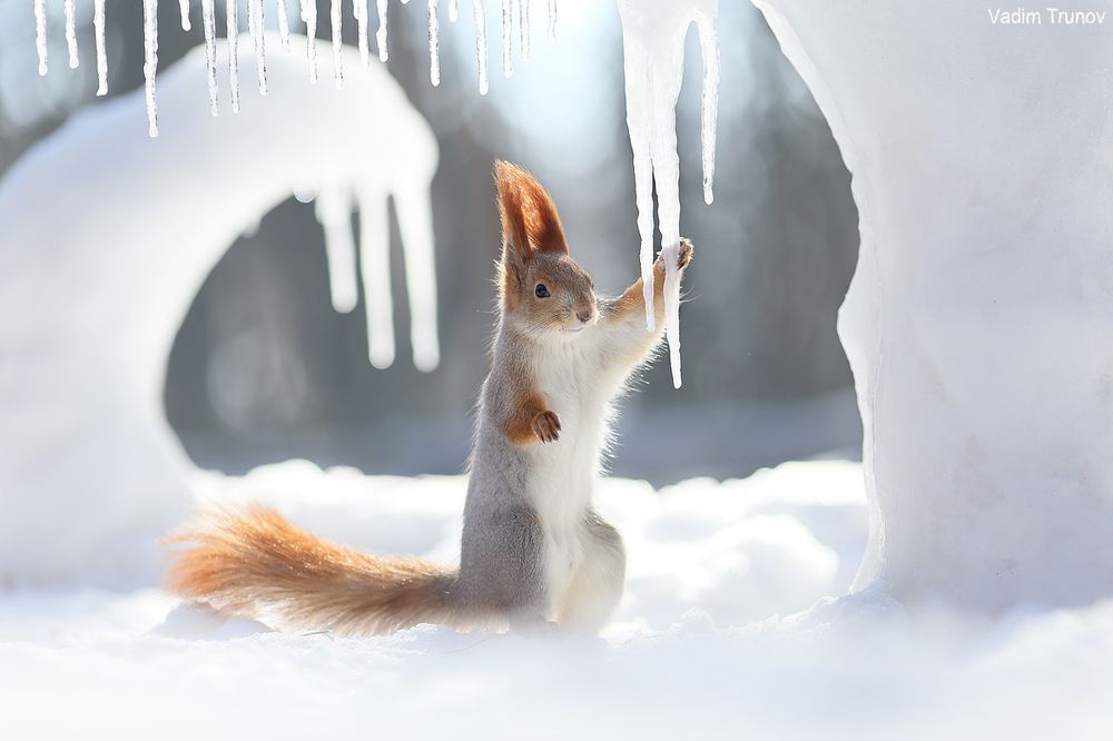 Ice age