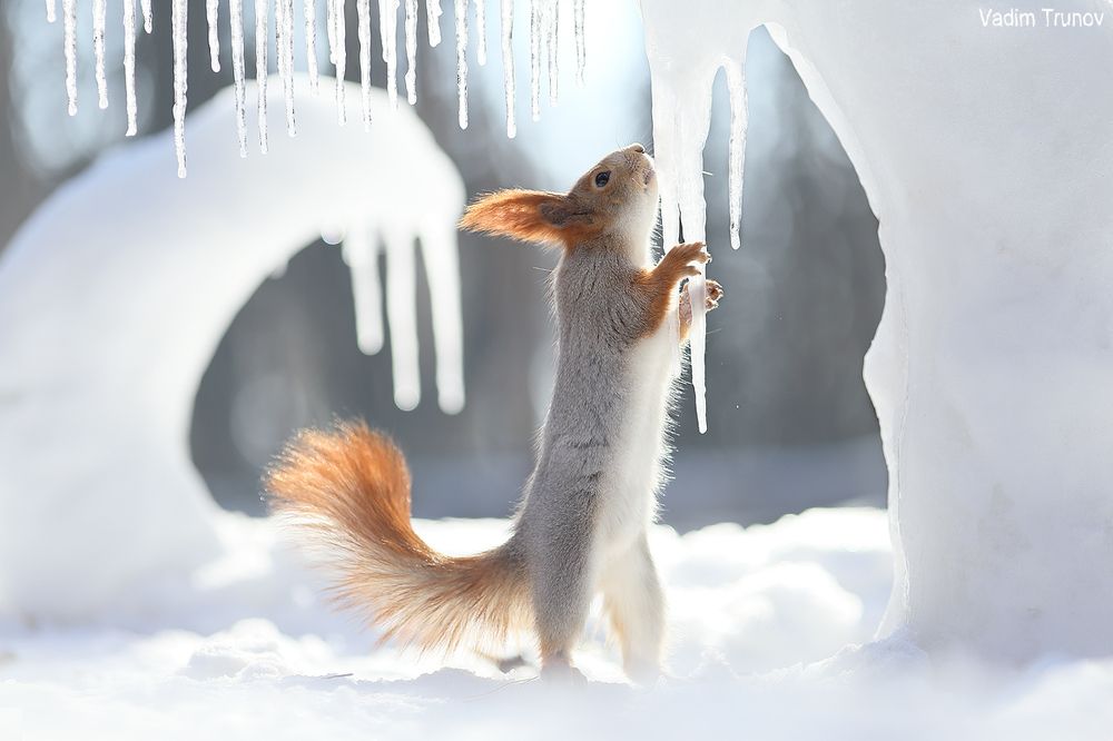 Ice age