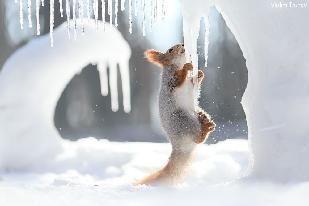 Ice age