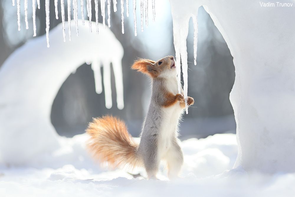Ice age