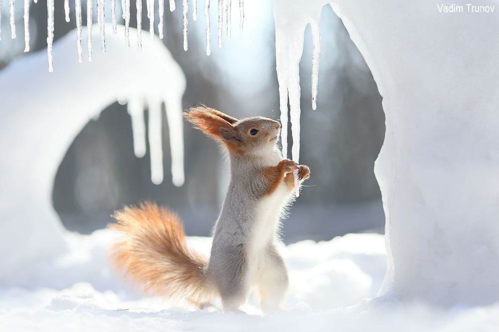 Ice age
