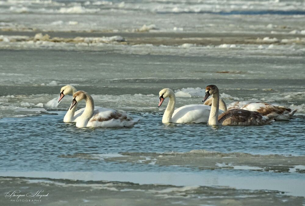 Лебеди греются в вытекающей из бассейна тёплой водичке