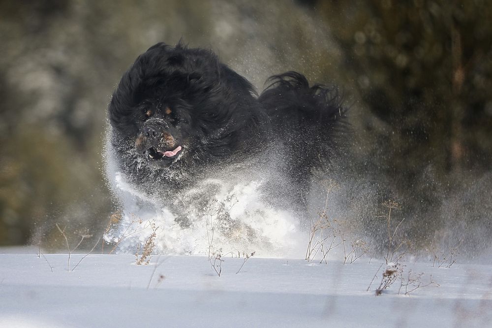 Приключения тибетов в России
