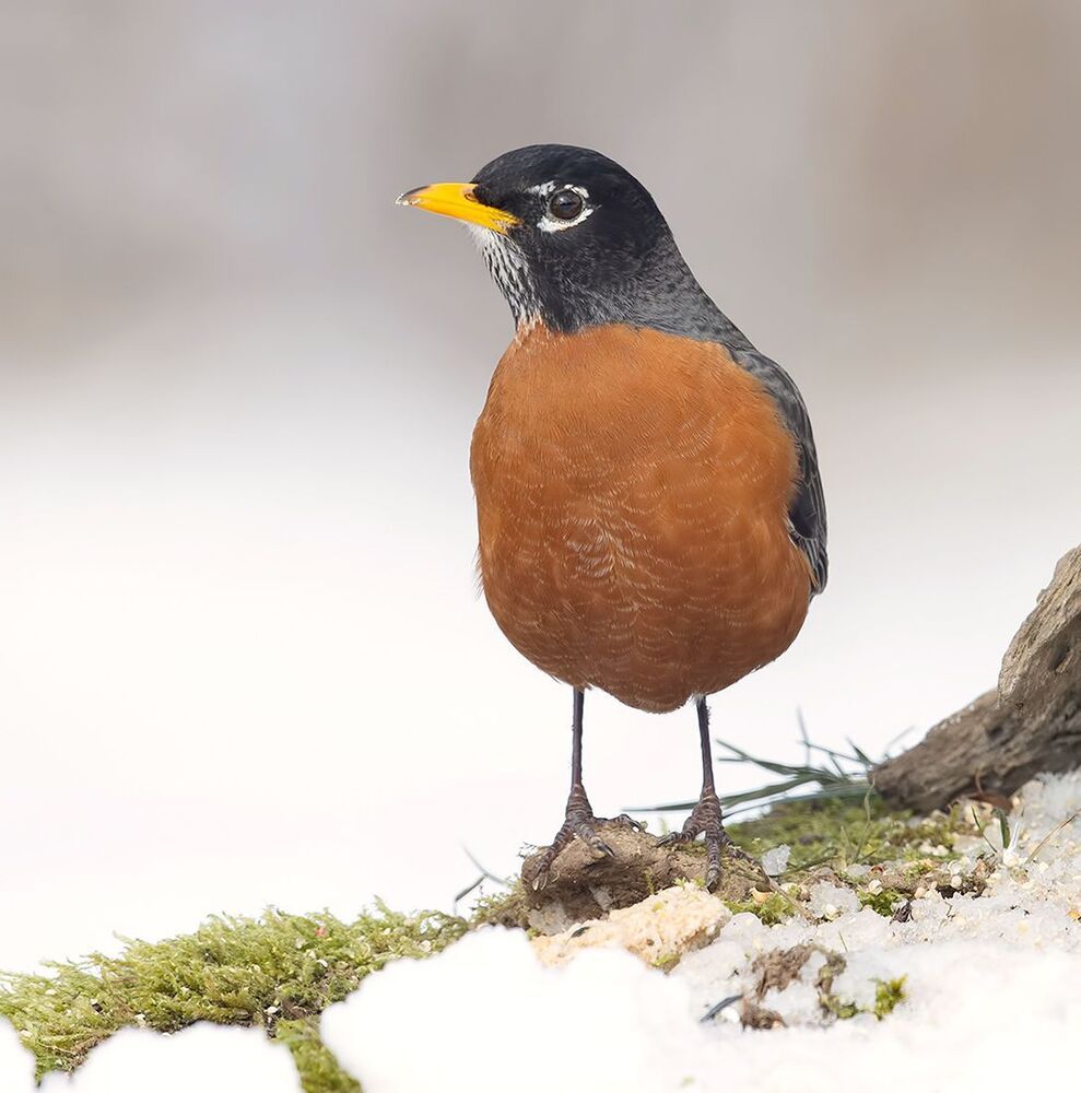 Странствующий дрозд -American robin