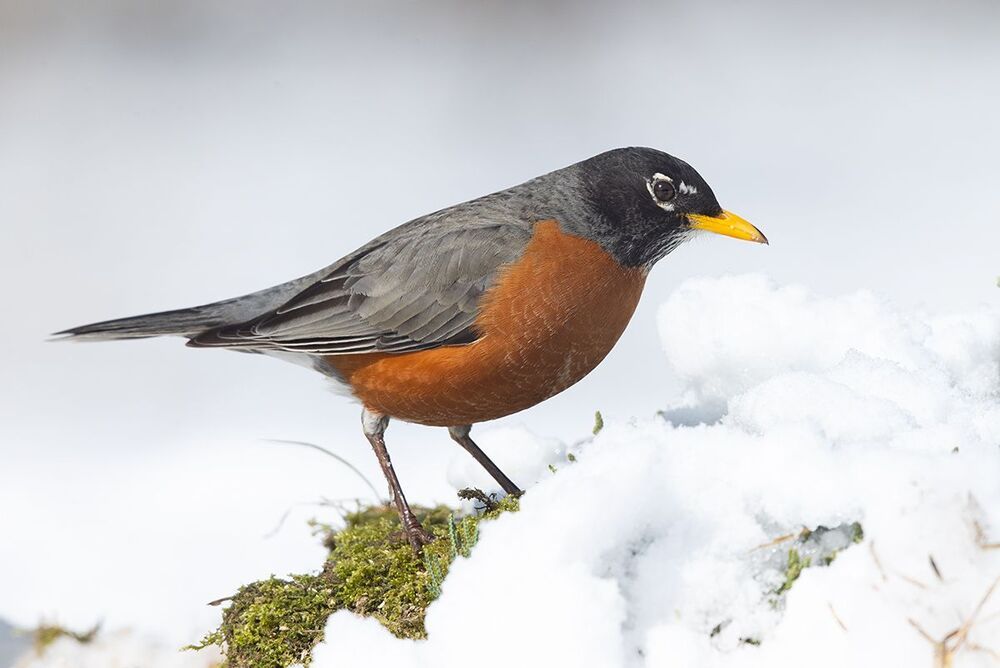 Странствующий дрозд -American robin