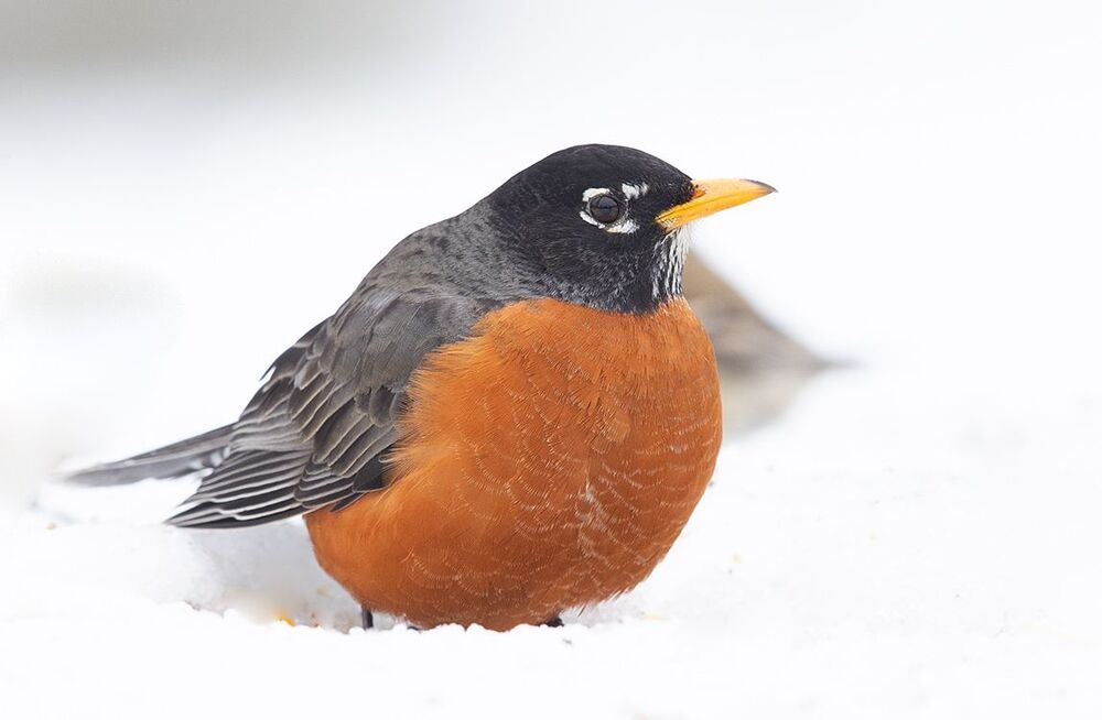 Странствующий дрозд -American robin
