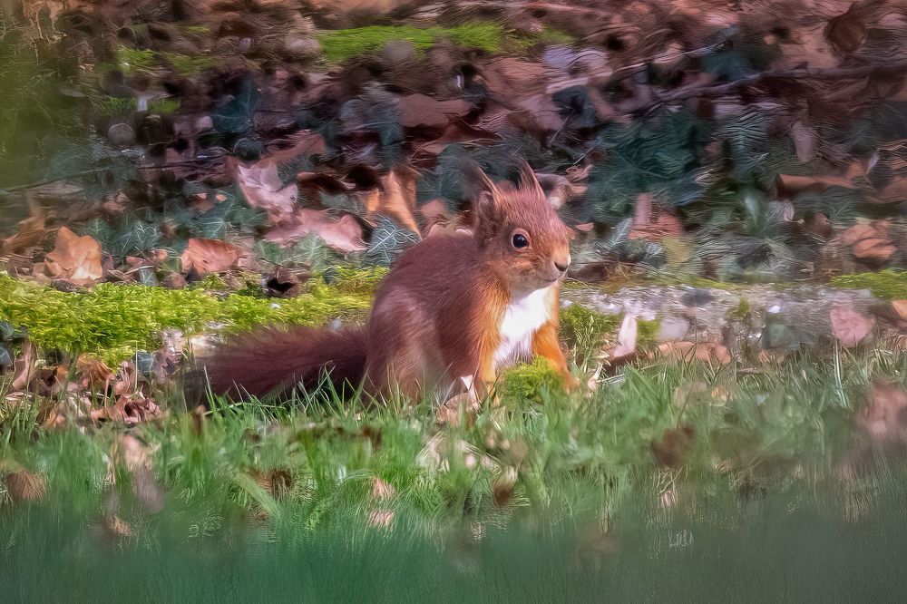 Red squirrel in the garden