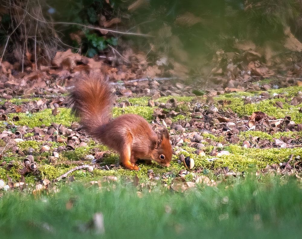 Red squirrel in the garden