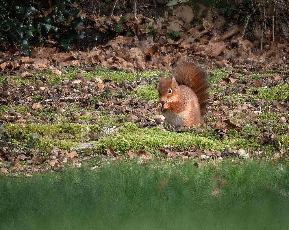 Red squirrel in the garden