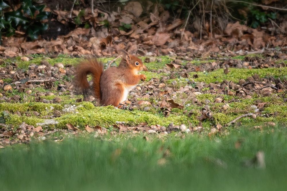 Red squirrel in the garden