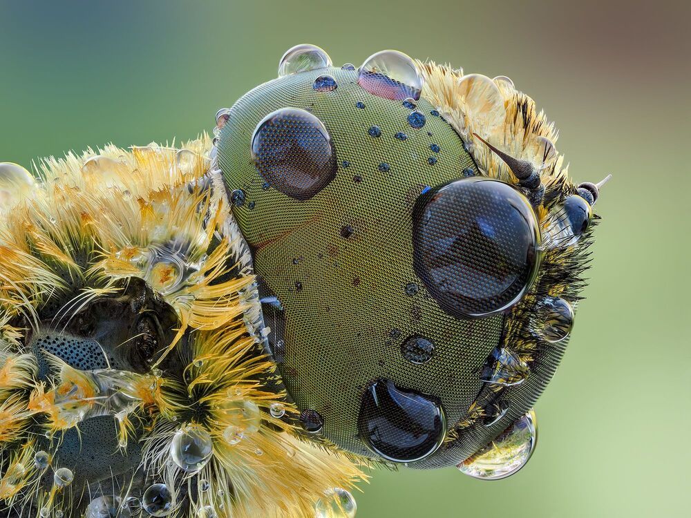 Macro Cosmos