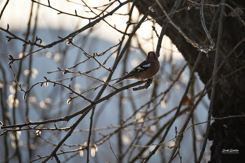 Spring coming...