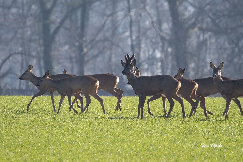 Roe deer in the field