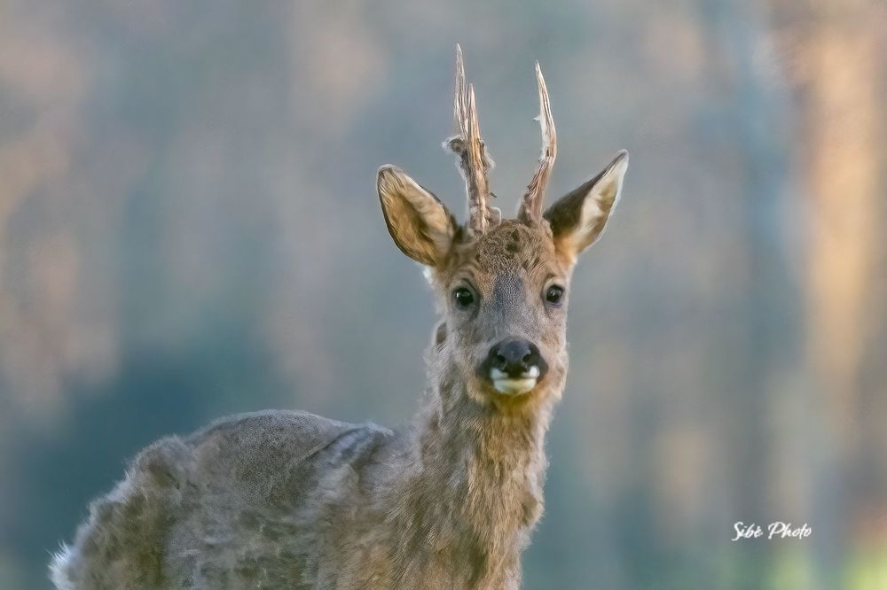 Roe deer in the field