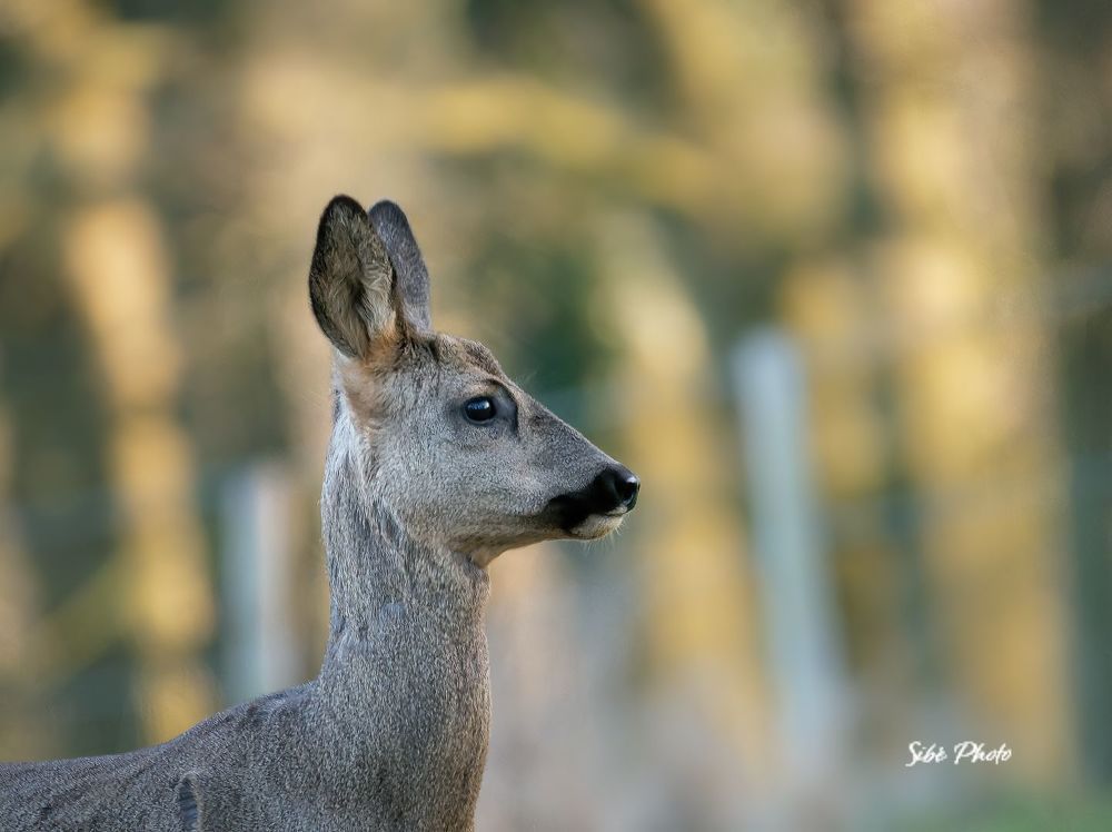 Roe deer in the field