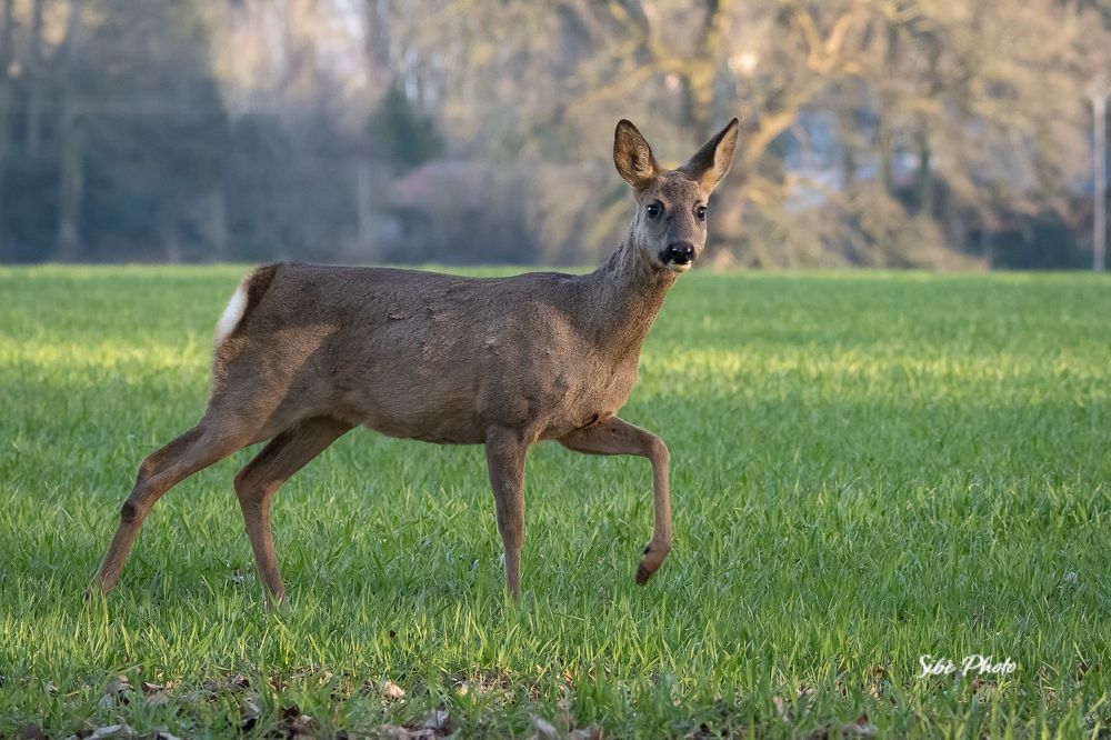 Roe deer in the field