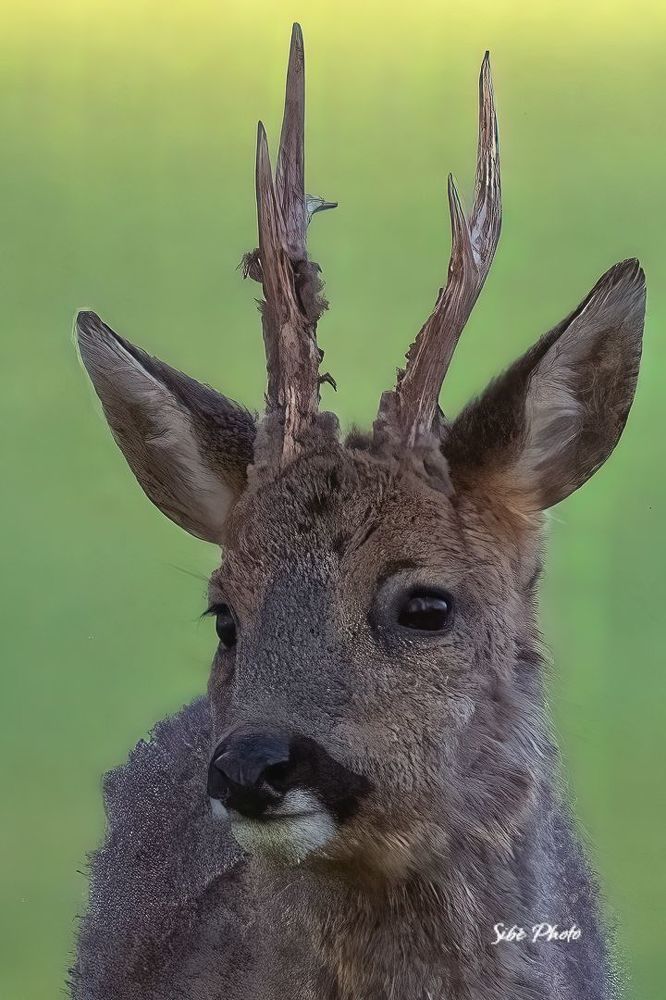 Roe deer in the field