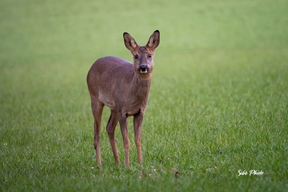 Roe deer in the field