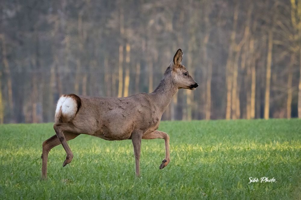 Roe deer in the field