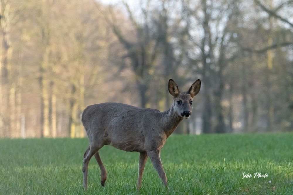 Roe deer in the field