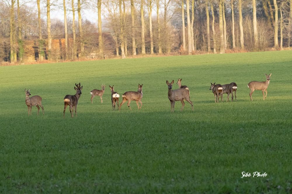 Roe deer in the field