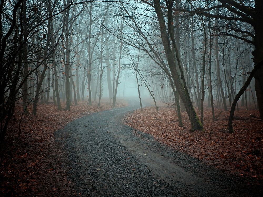 Misty forest II