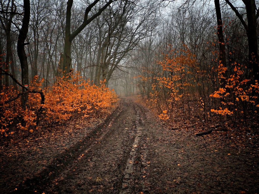 Misty forest II