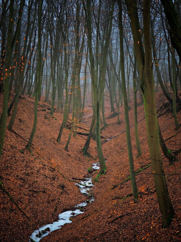 Misty forest II
