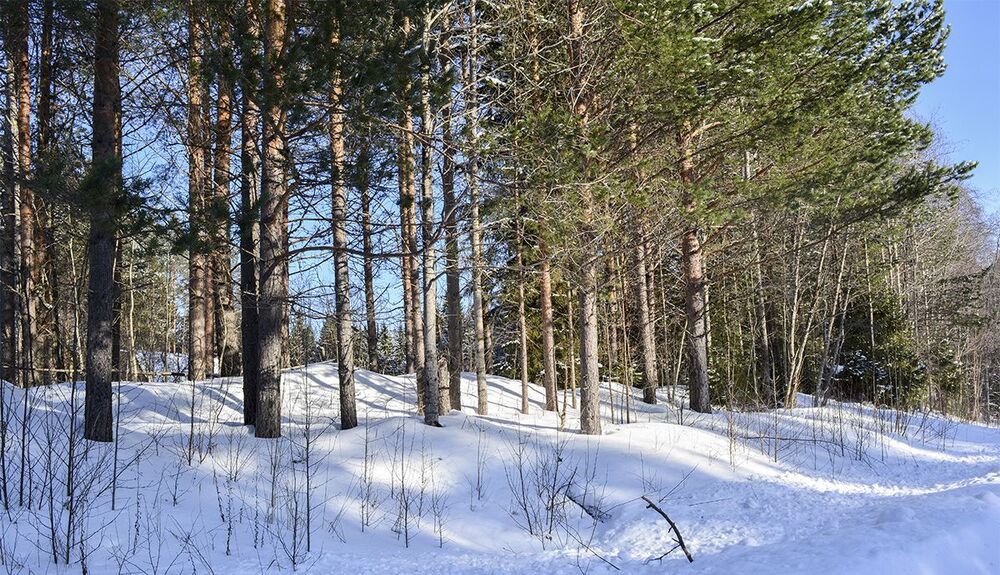 В онежском лесу.