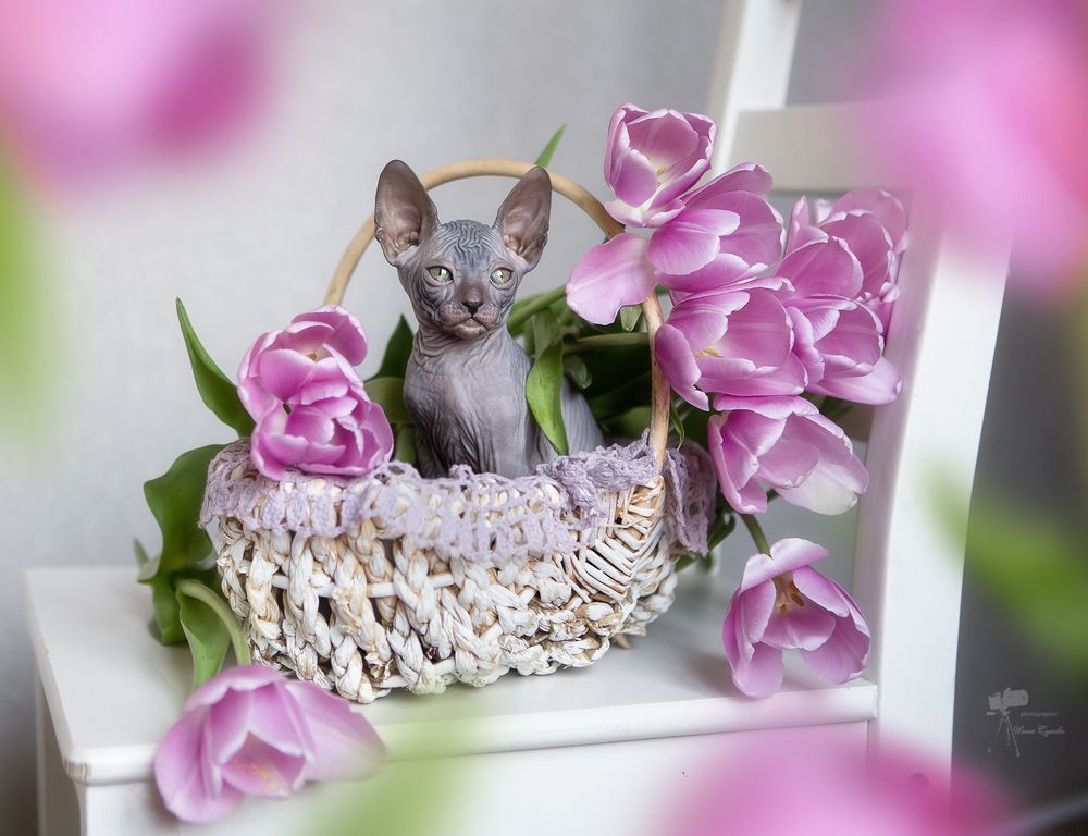 Мартовский котик...