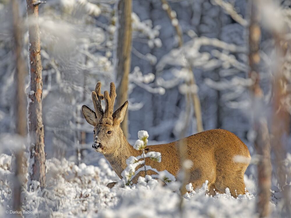 Косули