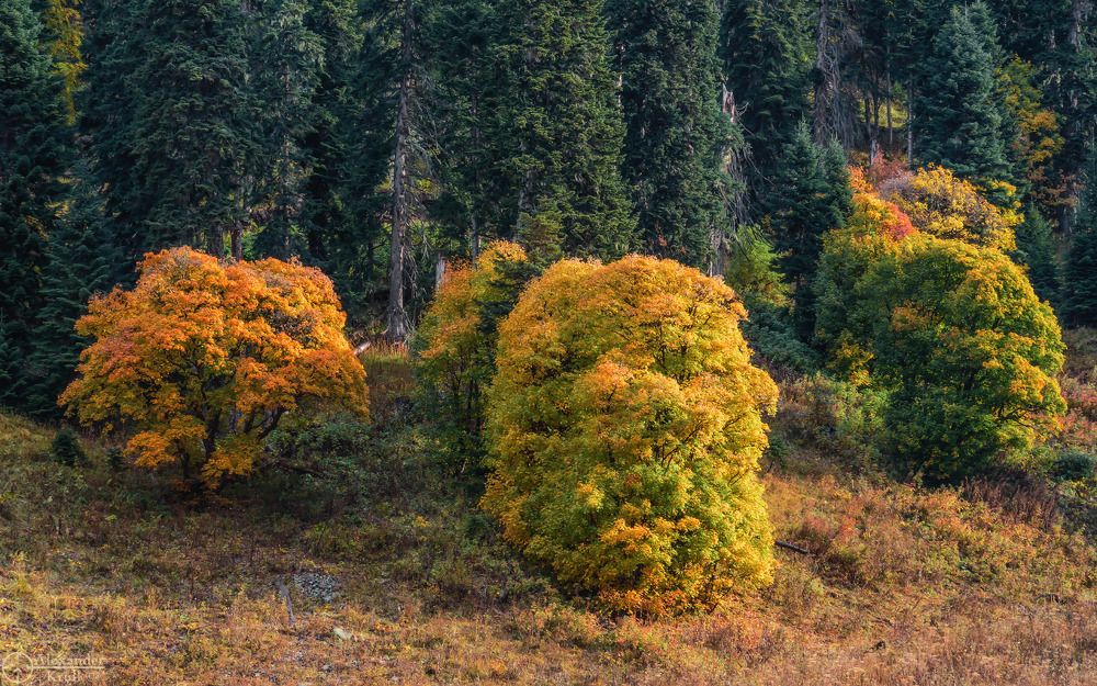 Палитра горной осени...