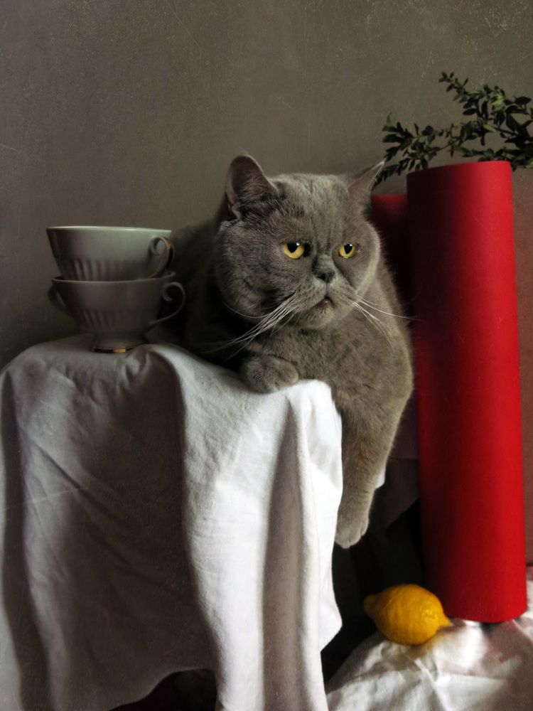 Кот и лимон