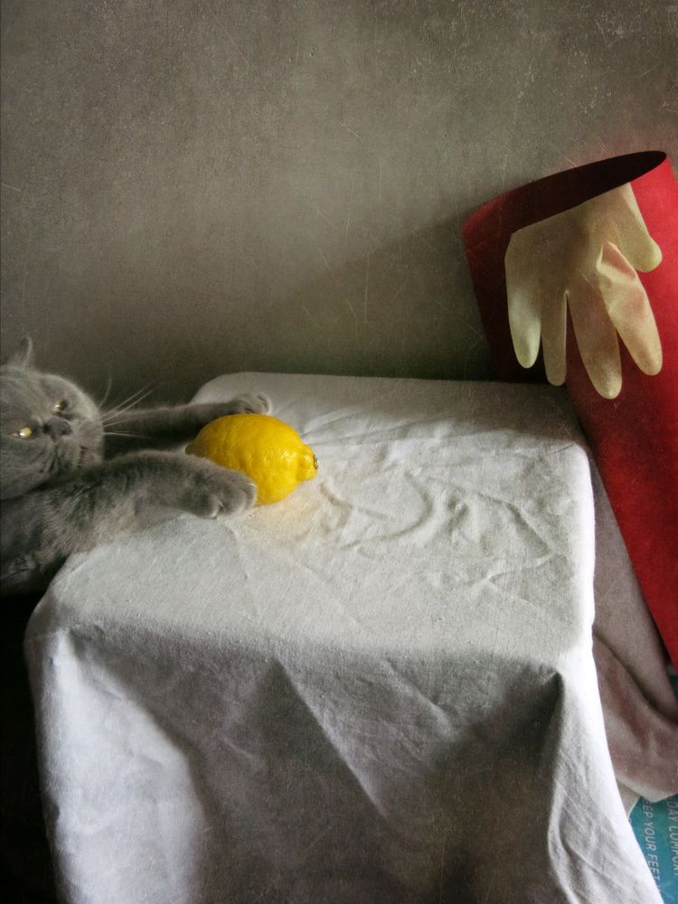 Кот и лимон